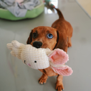 Durable Rope Toy